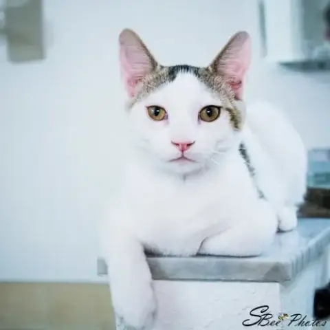 Loki photo 2