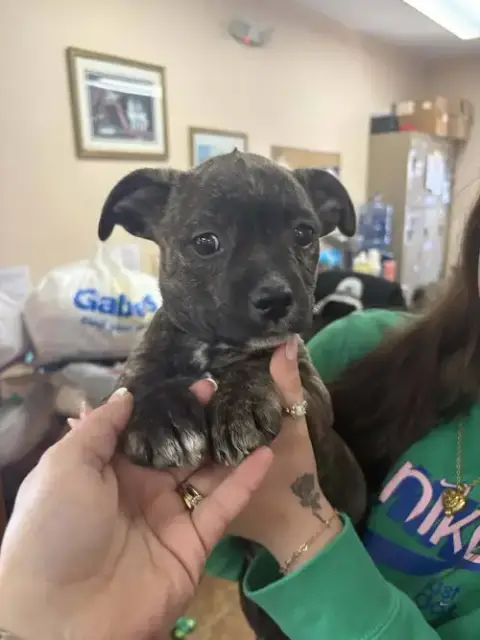 Pit Bull Mix Pups photo 3