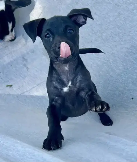 Chilli Pup -Coco photo 2