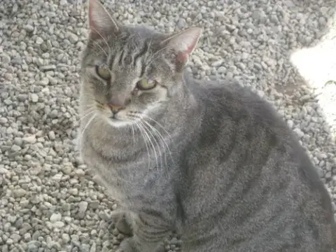 Tigger photo 5