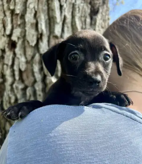Chilli Pup -Coco photo 5