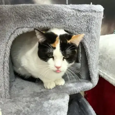 Daphne photo 4