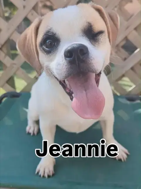 Jeannie photo 5