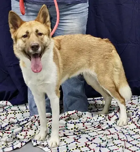 Sierra