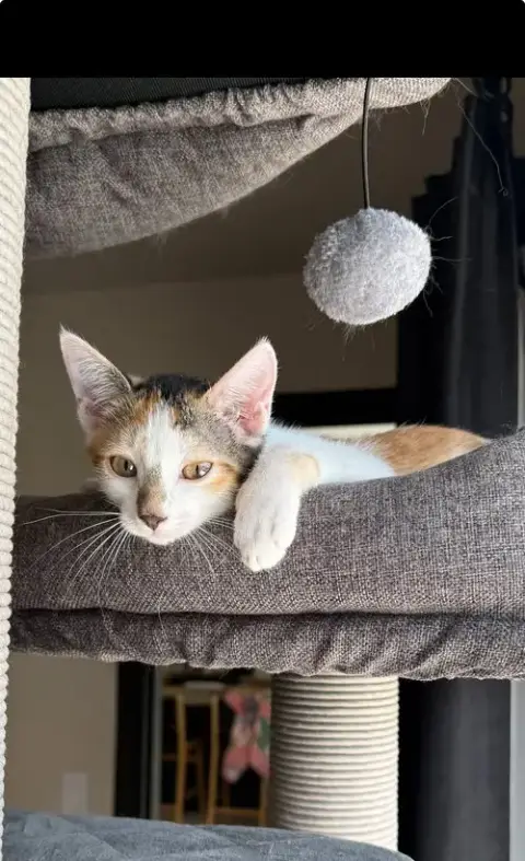 Delilah