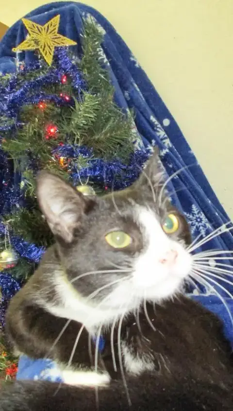 Sylvester photo 2