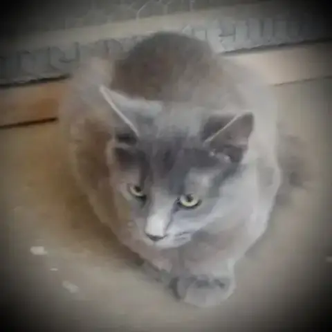Picasso photo 3