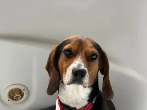 Rocky Beagle photo 2