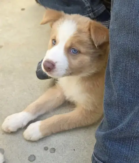 Marilynn'S Puppy Muse photo 2