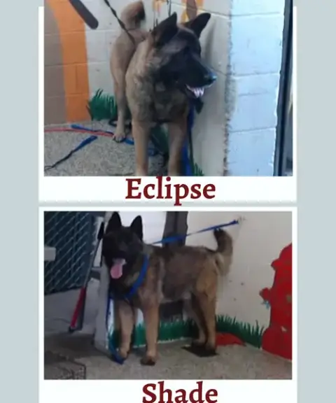 Eclipse And Shade photo 2