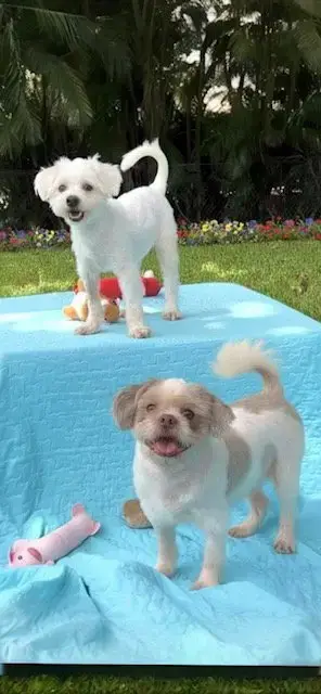 Cosmo & Casper photo 2