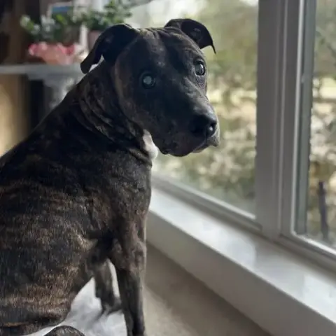 Buddy photo 2