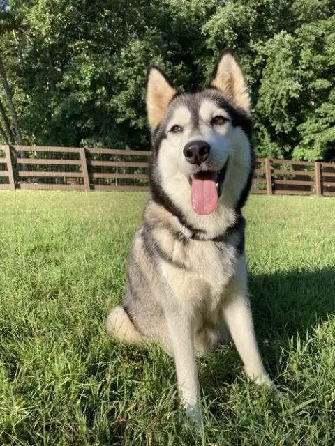 Luna photo 2
