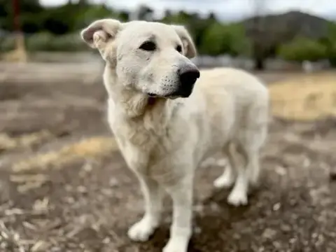 Rocco photo 2