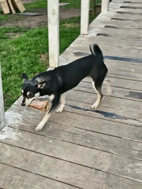 Sheba Shiba photo 2
