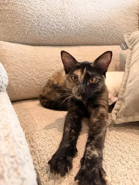 Lola
