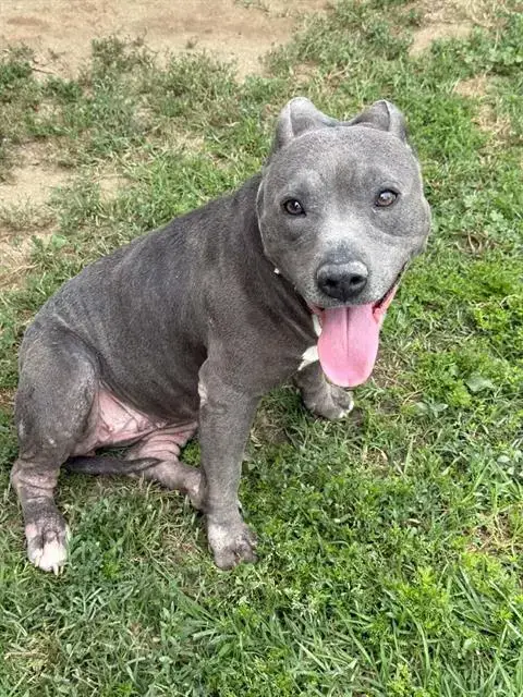 Laila