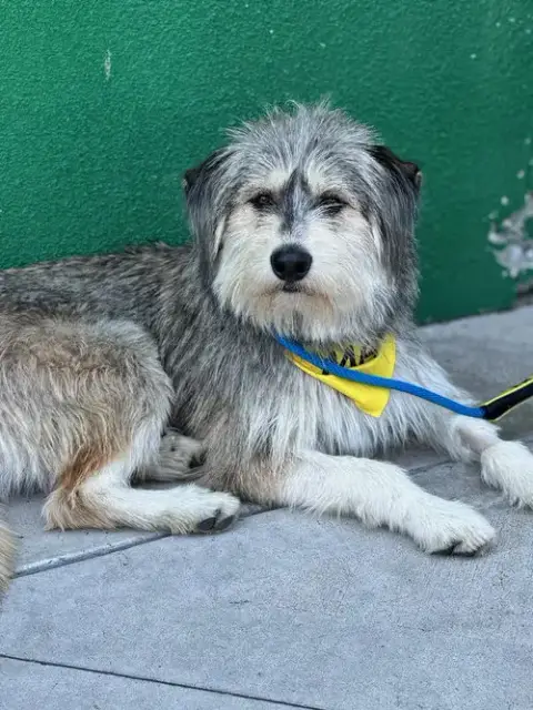 Odin photo 3