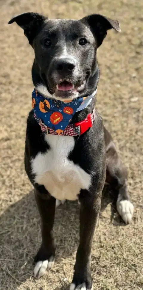 Chief