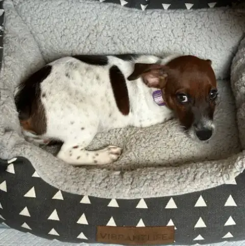 Taz photo 3
