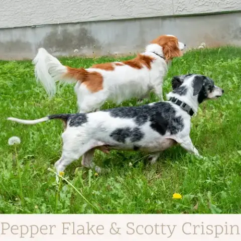 Pepper Flake photo 3