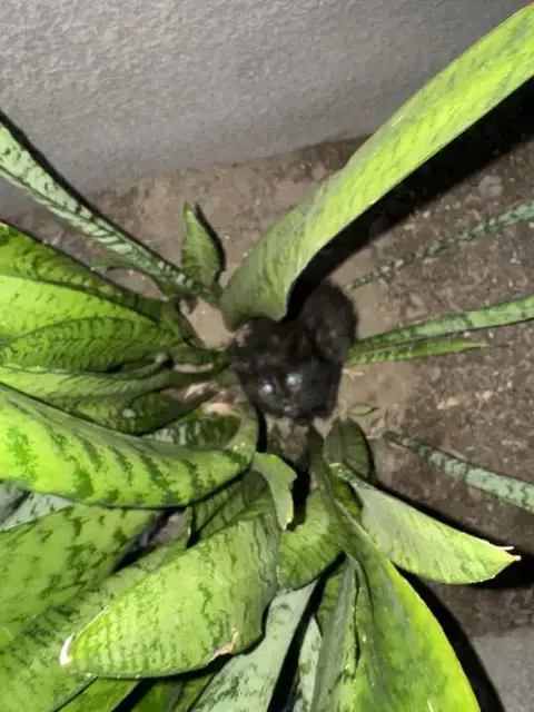 Licorice photo 2