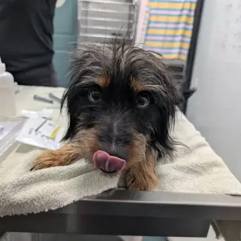 Boba