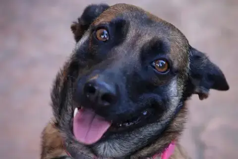 Cheyenne photo 4
