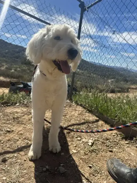 Molly photo 4
