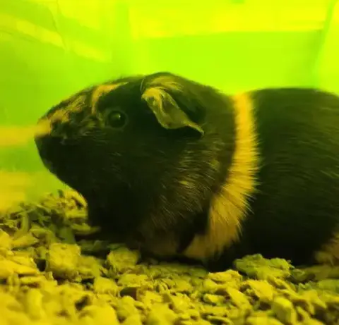 Coco