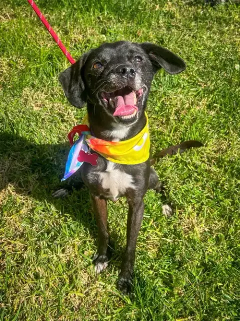 Scamp photo 3