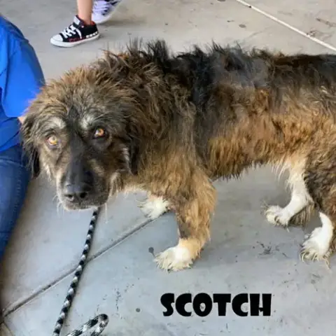 Scotch photo 3