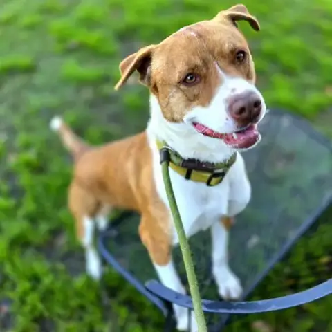 Penny