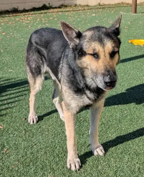 Archie $75 Adoption Fee! Diamond Dog! photo 2
