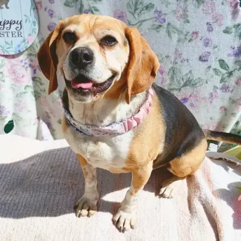 Louie-He'S Got A Sponsor! photo 2
