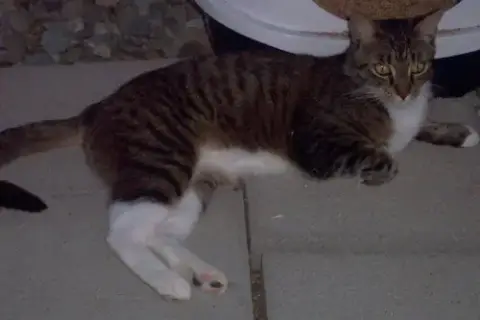 Meatball photo 4