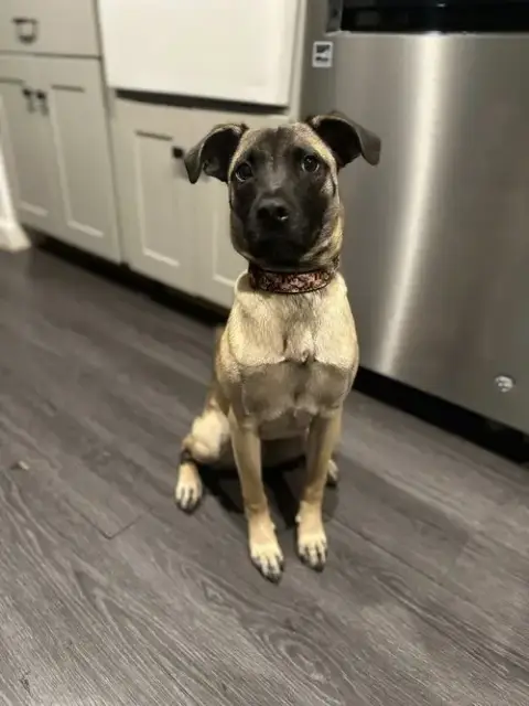 Koda photo 4