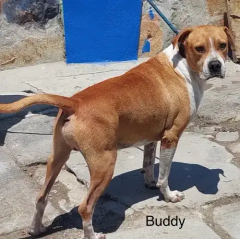 Buddy photo 2