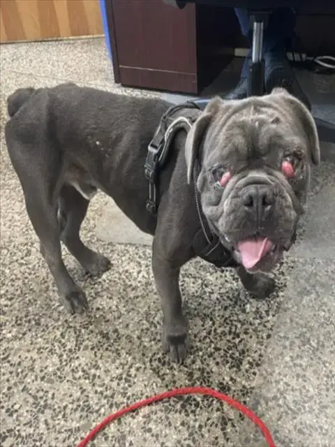 Ivan
