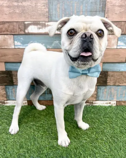 Pugsley photo 3