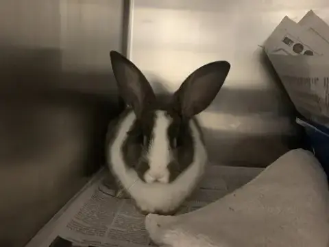 Oreo