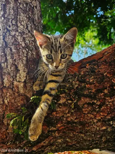 Courtesy Post: Stripes & Snowflakes