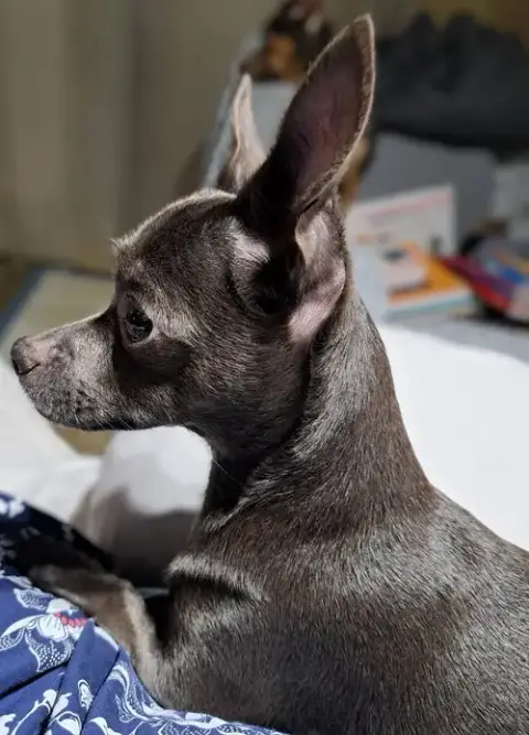 Hazel photo 3