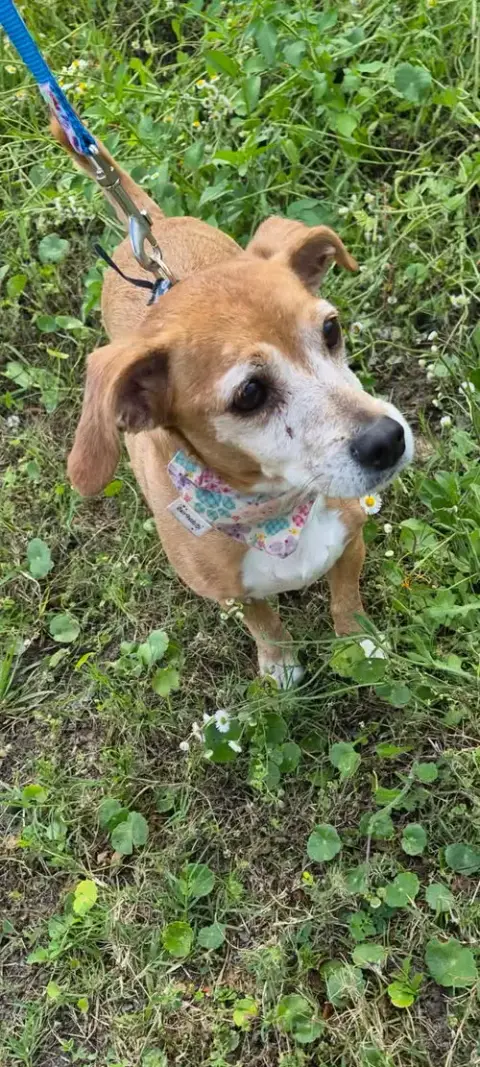 Hazel