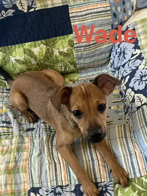 Wade photo 4