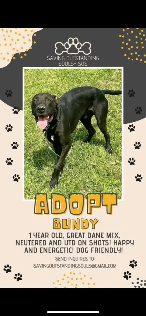 Bundy- Adopted photo 3