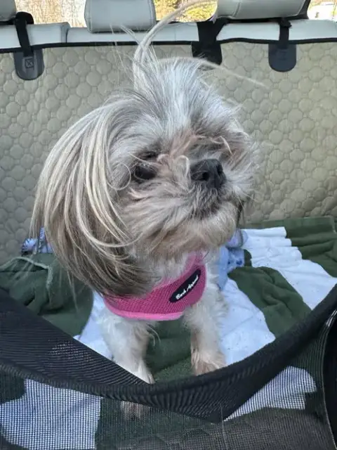 Bella photo 3
