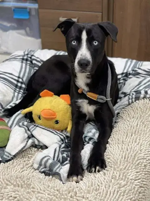 Bolt