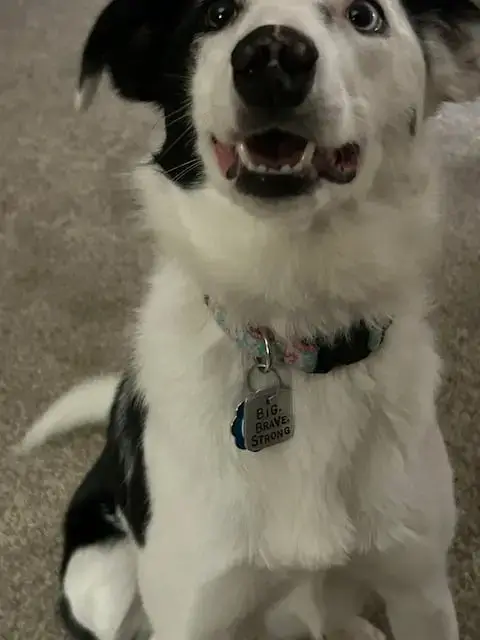 Chloe photo 4