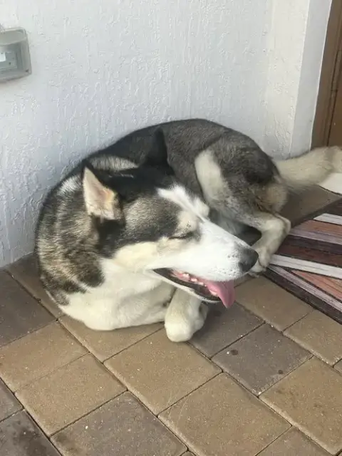 Courtesy Post: Husky photo 3